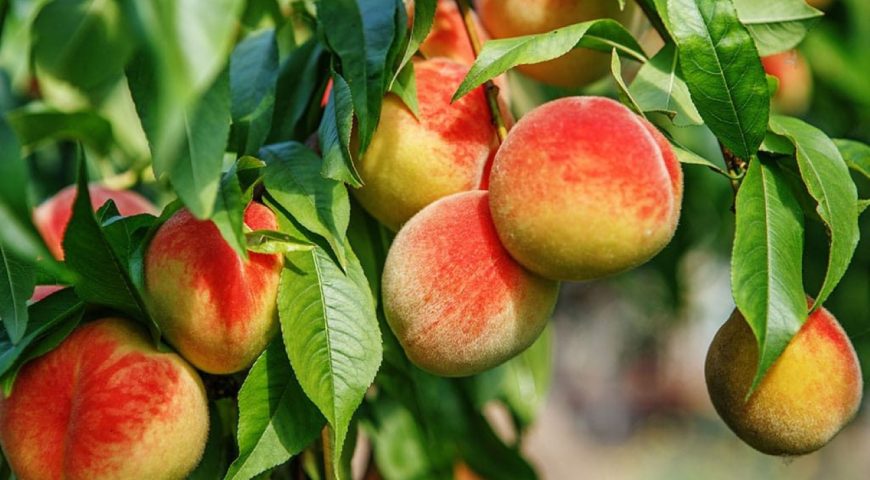 Azienda Agricola DolceTerra, tra natura e bontà